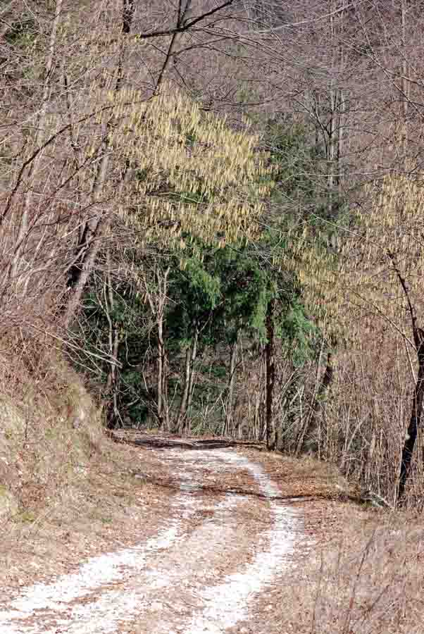 Vipera aspis francisciredi?